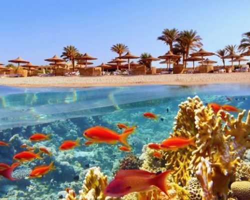 Tropical,Coral,Reef,And,Fish,With,Beach,With,Palms,And