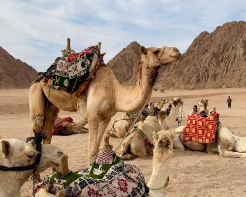 Desert Super Safari by Jeep Tour in Marsa Alam3