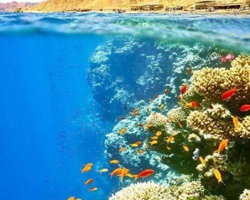 Snorkeling Trip at Hamata Islands from Marsa Alam3