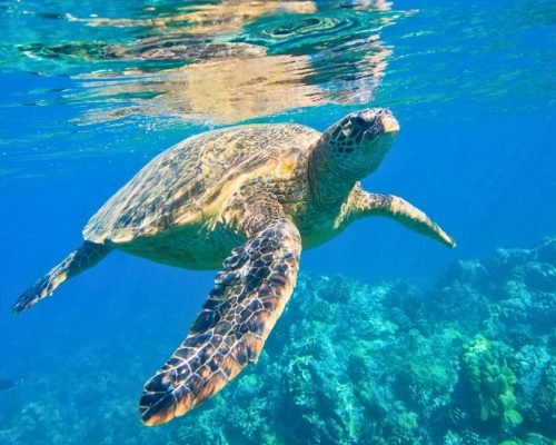 Snorkeling Trip at Sataya Dolphin Reef